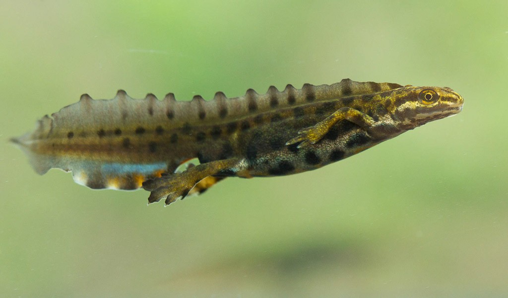 Zwemmende kleine watersalamander in baltskleed, let op de grote rugkam die het zwemmen makkelijker maakt. 