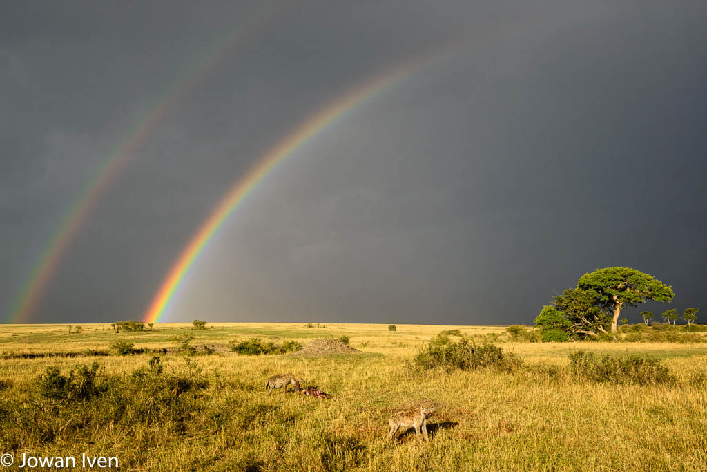 Hyena's na een recente kill met twee regenbogen op de achtergrond Een van de meest magische momenten die ik daar beleefde.