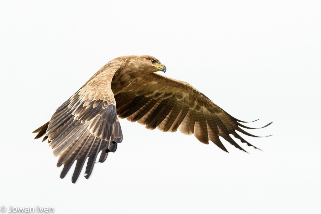 De savanne bekijken vanuit de lucht, zoals deze tawny eagle (Aquila rapax- savannearend)