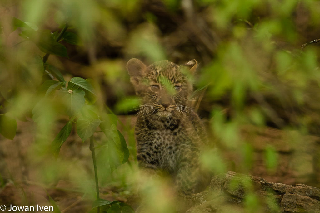 We kregen veel jonge dieren voor onze lens zoals dit hele jonge luipaardje.
