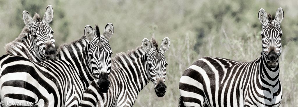 Het bleek nog best lastig om een shot te krijgen waarin zebra's me recht aankeken, vaak lopen meteen ze van je af.