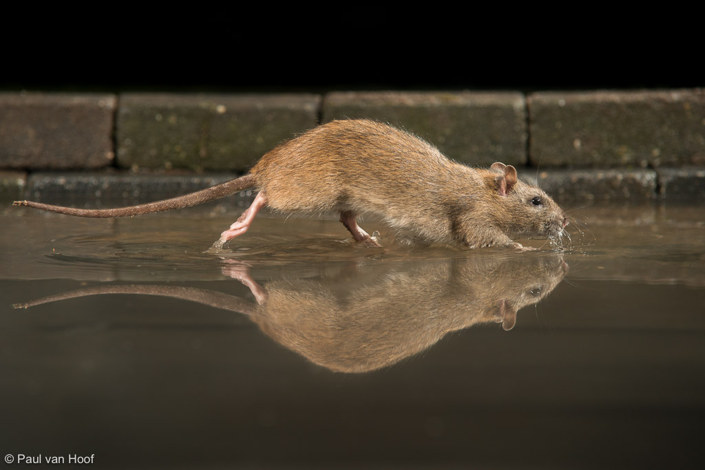 Bruine rat; Brown rat; Rattus norvegicus