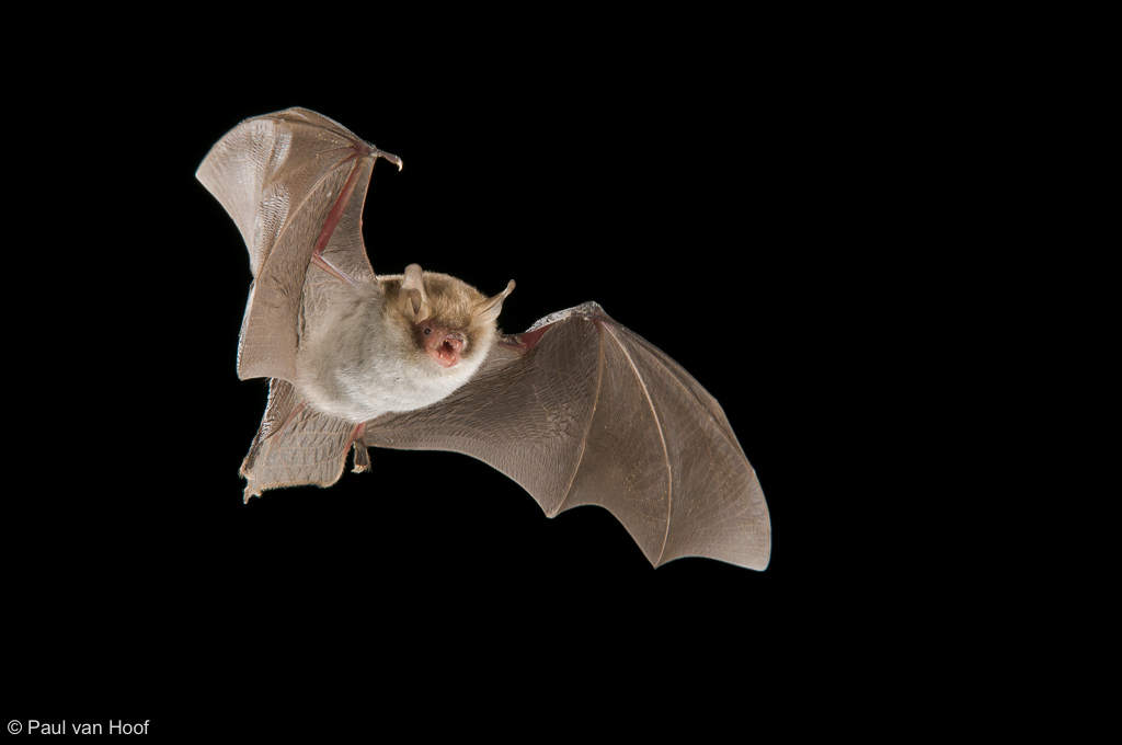 Franjestaart; Natterer's bat; Myotis nattereri