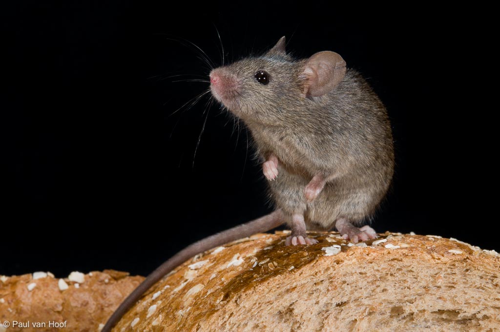 Huismuis; House mouse; Mus musculus domesticus