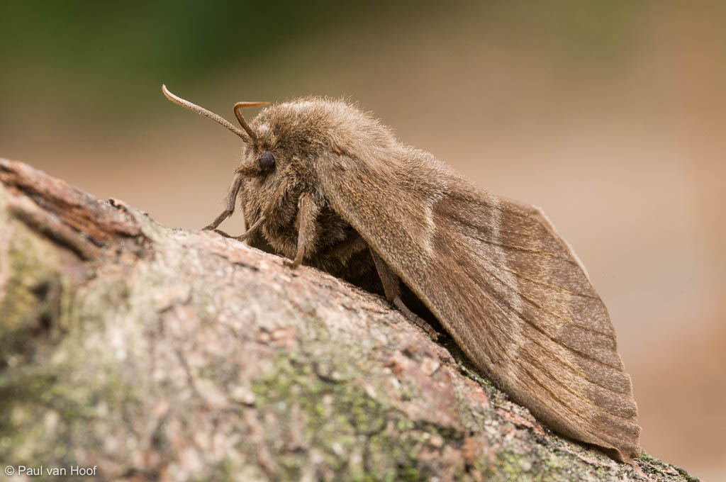 Veelvraat; Fox moth; Macrothylacia rubi