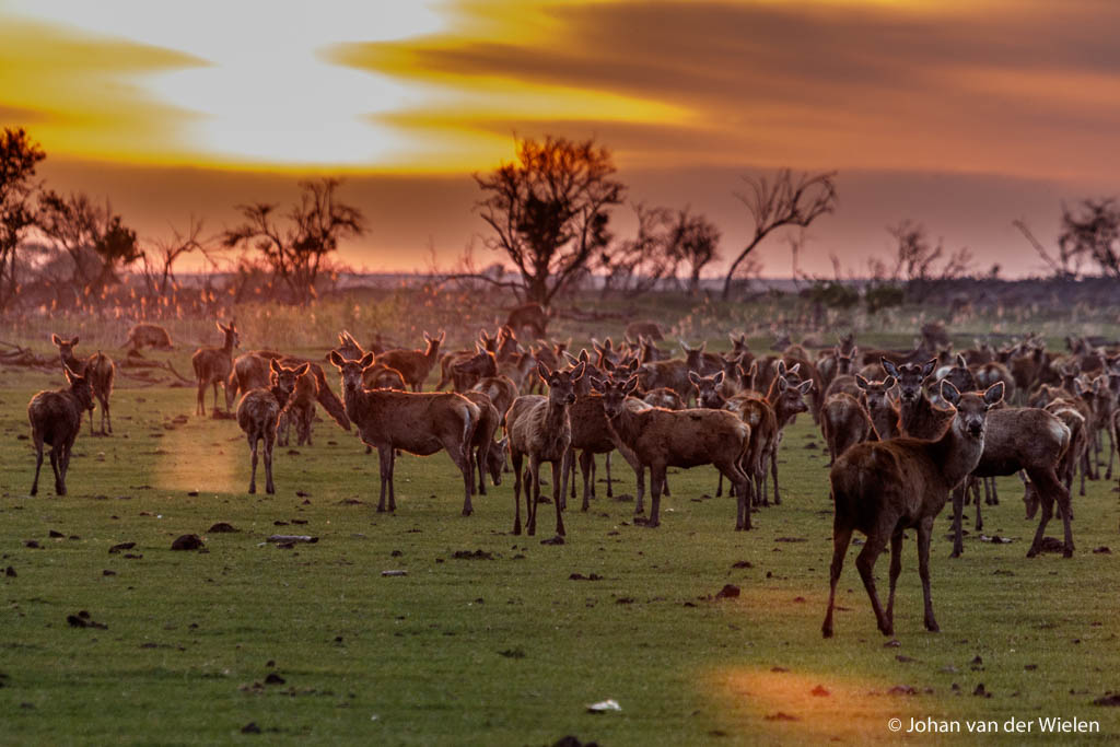15 mei 2015, sunset in the Serengeti of the North. Licht en dier komen perfect samen en - geluk! - ze kijken allen prachtig op