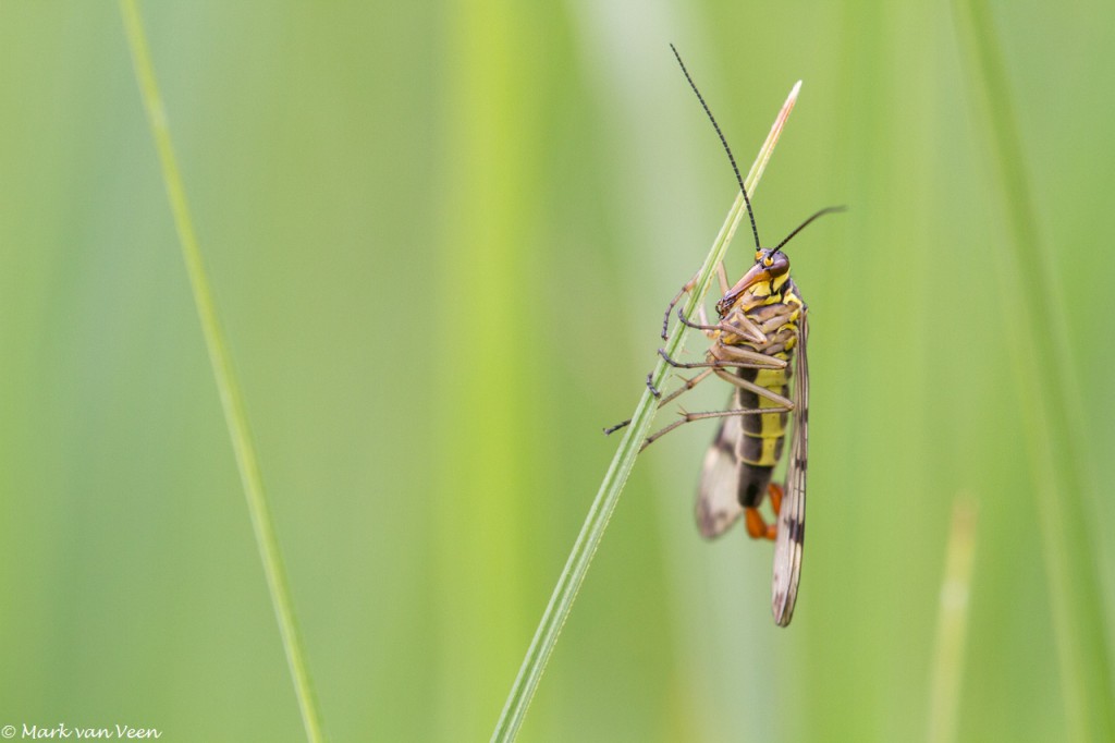 Weideschorpioenvlieg mannetje hangend in de vegetatie.