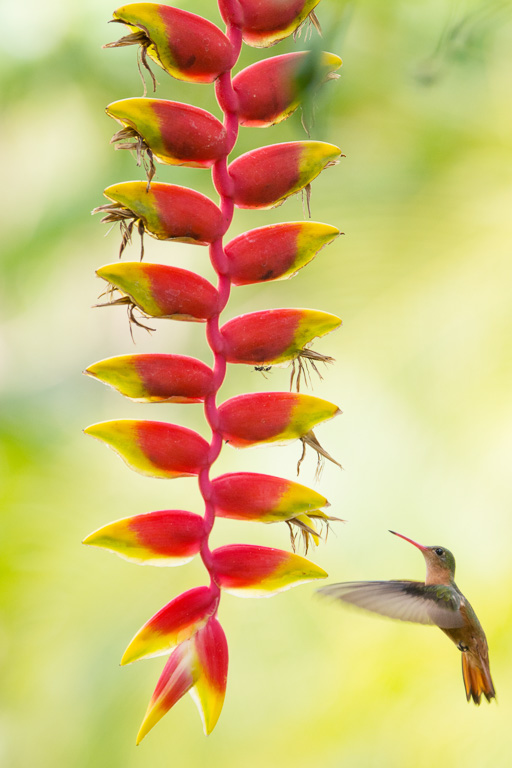 Kaneelkleurige amazilia (Costa Rica)