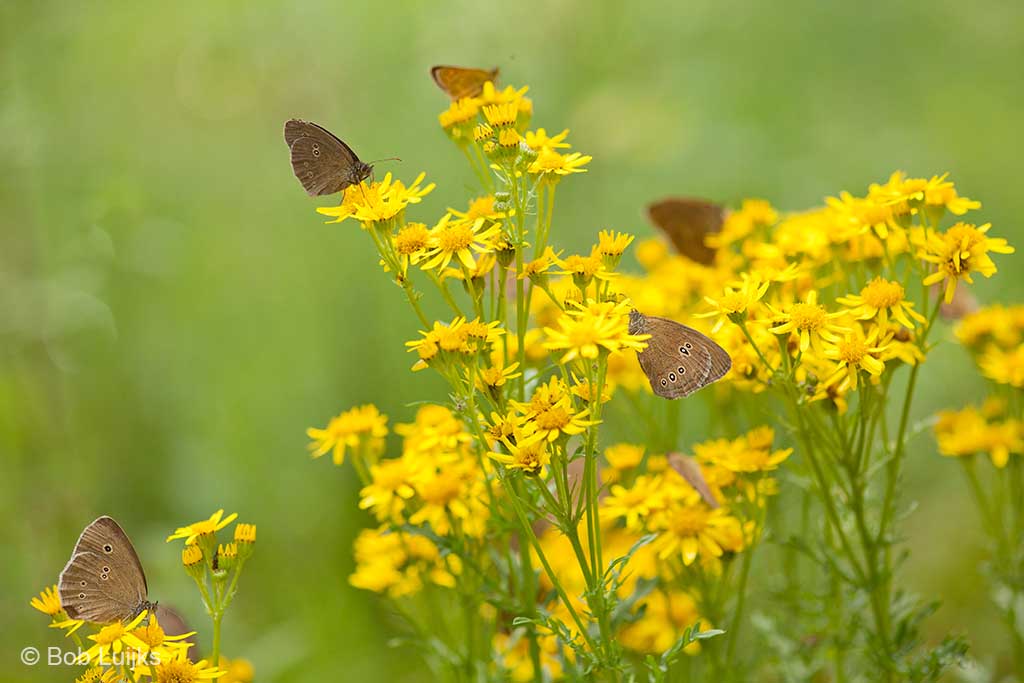 Heb je het aantal vlinders al geteld dat in dit ene groepje Jakobskruiskruid zit?