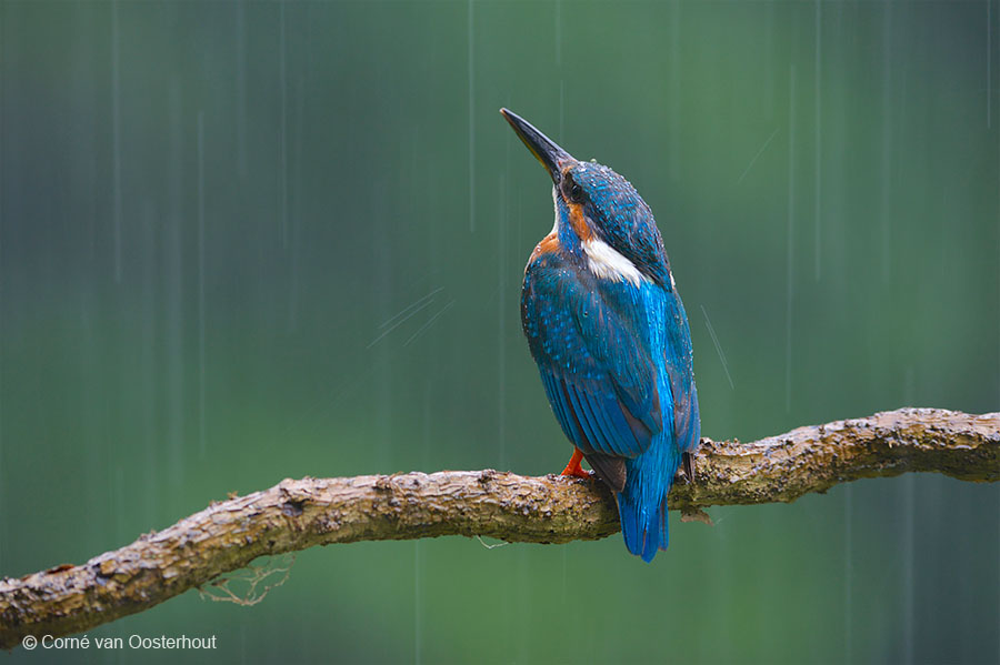 Ijsvogel in de regen