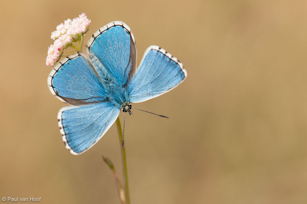 Adonisblauwtje mannetje, Frankrijk