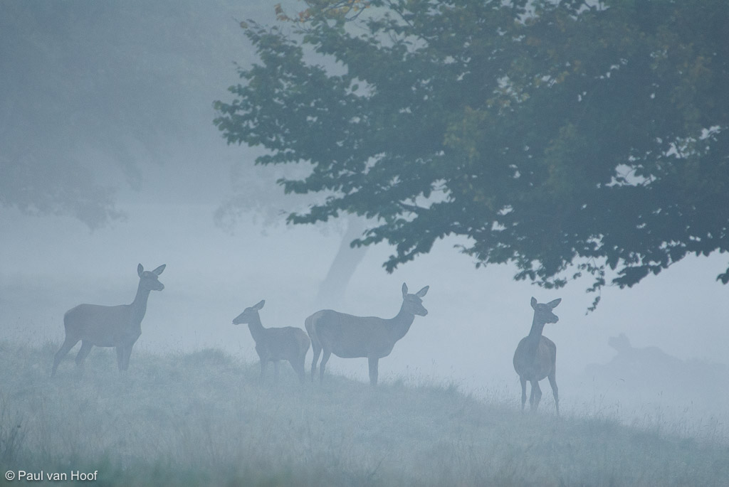 Kudde edelhert hindes in de mist onder bomen; Herd of red deer cows in mist under trees