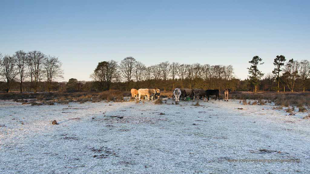 Piëmontese koeien zorgen dat de heide niet vergrast, winterperiode