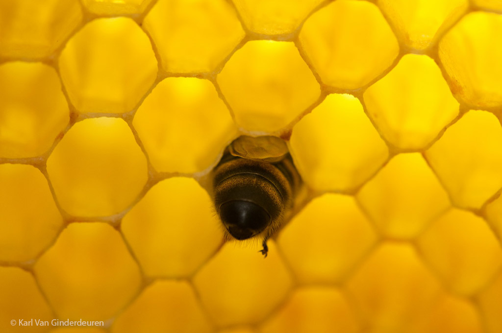 Honingbij aan het werk