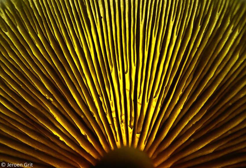 Met het doorlichten van de hoed kun je met de lamellen van een paddenstoel een bijna abstract beeld creëren.