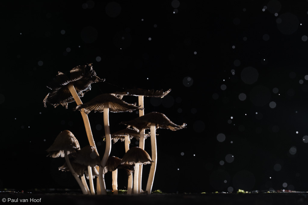Een mooie groep Glimmerinktzwammen in de regen. Door de enkele flits van rechts achter ontstaat een dramatisch beeld met de paddenstoelen en lichten de regendruppels op.