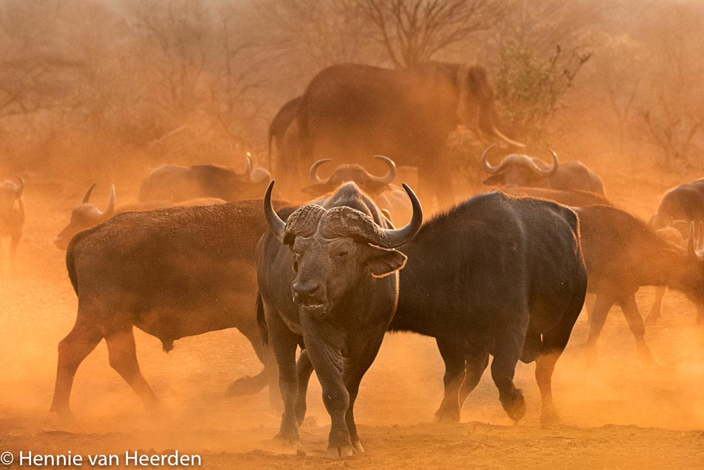 Buffels bij zonsondergang.