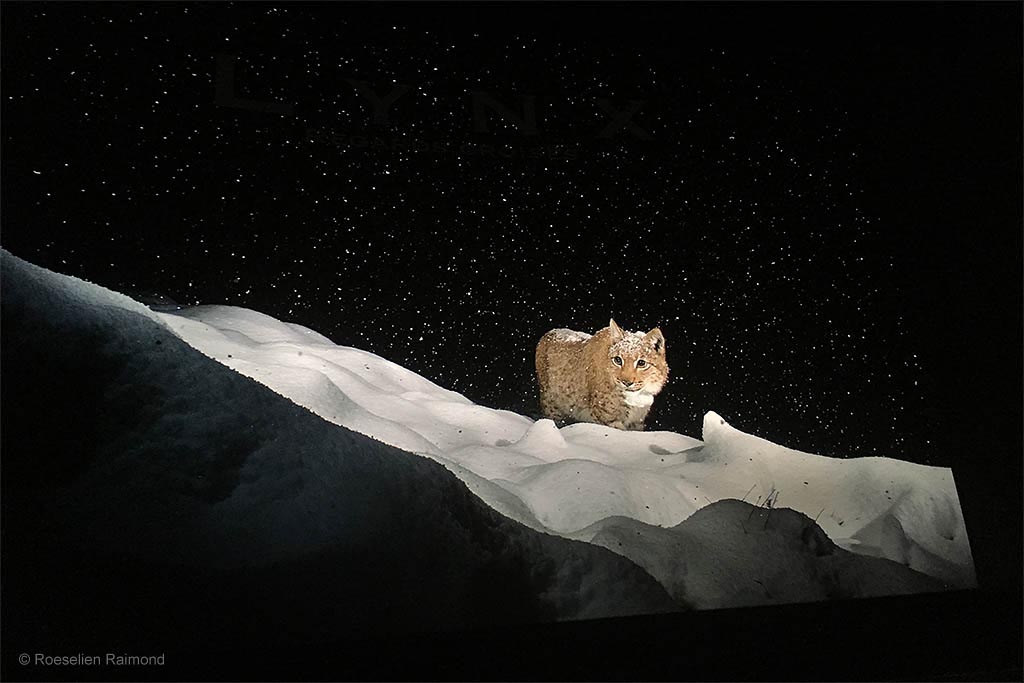 Laurent Geslin - Oog in oog met de lynx