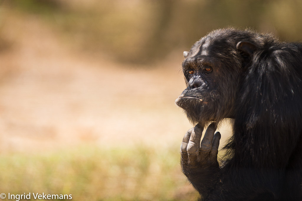 Chimpansee in Ol Pejeta