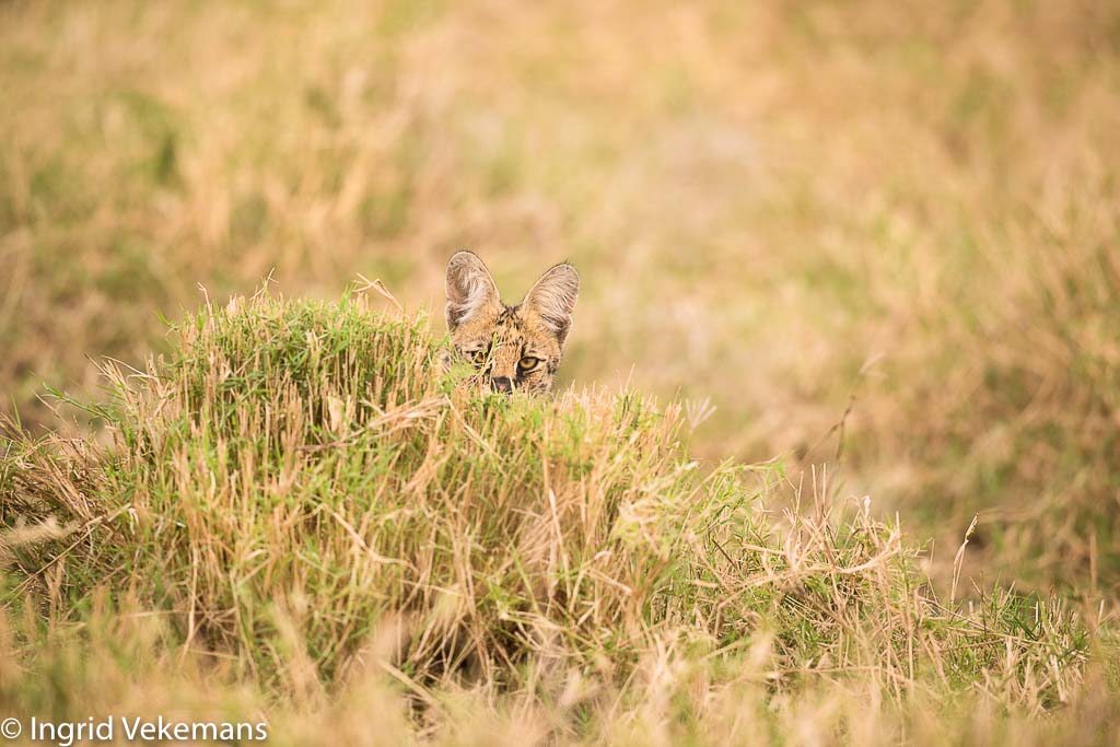 Nieuwsgierige serval in Meru NP.