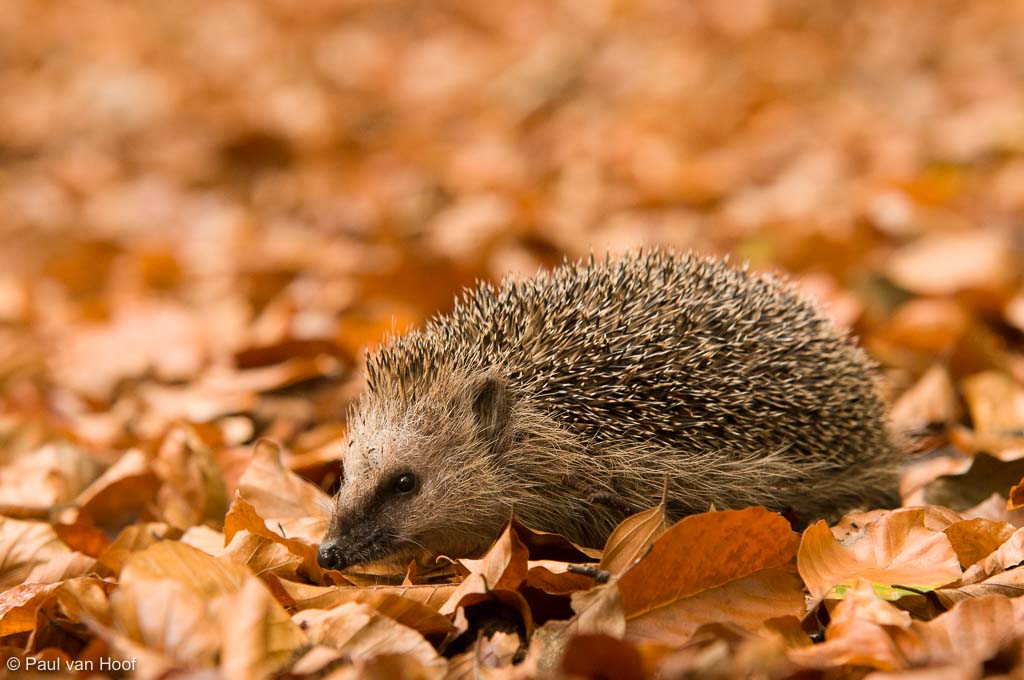 Egel in strooisel op bosbodem in beukenbos; Hedgehog in leaf litter on beech forest floor