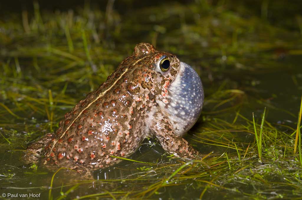 Natterjack Toad (Epidalea calamita) male calling showing his back stripe