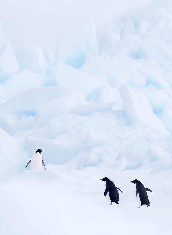 Adélie pinguïns