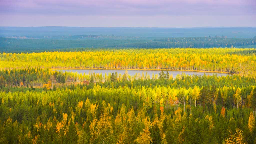 De Finse, kortdurende, herfst, de Ruska