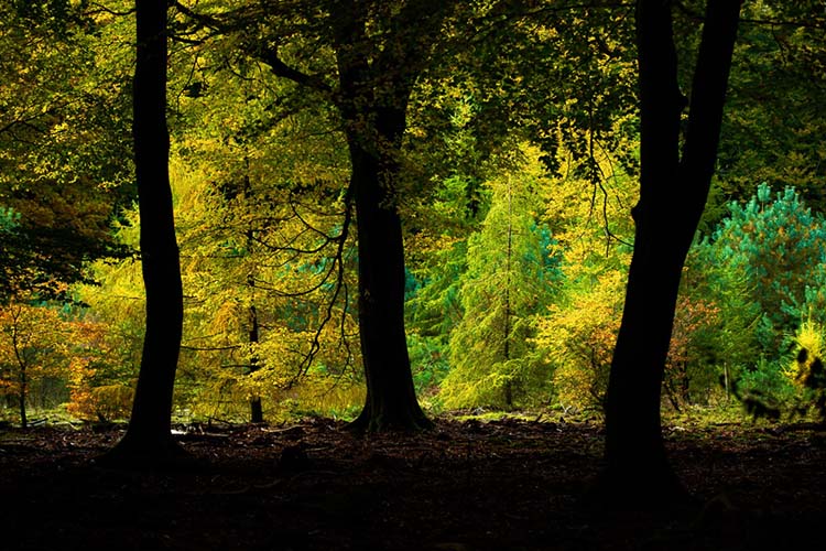 De kleuren van de herfst, gezien vanuit de donkere diepten van het Speulderbos