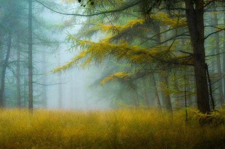 Herfst op de Stippelberg, waar de gouden kleuren van de lariks in het bos perfect bij het gras passen.
