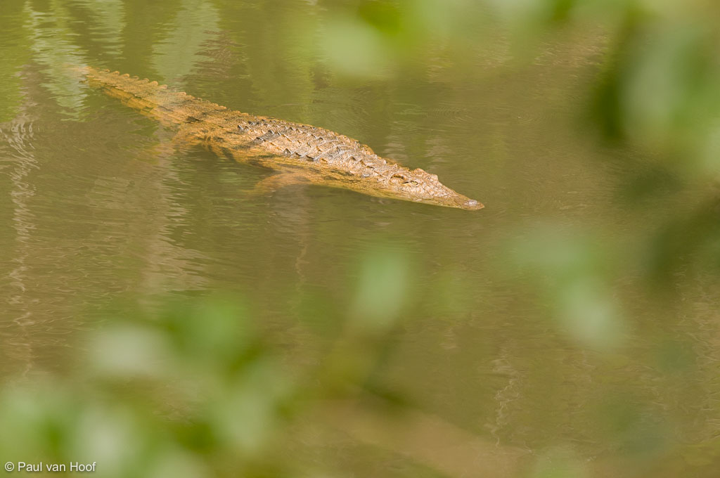 Nijlkrokodil (Crocodylus niloticus) swimming