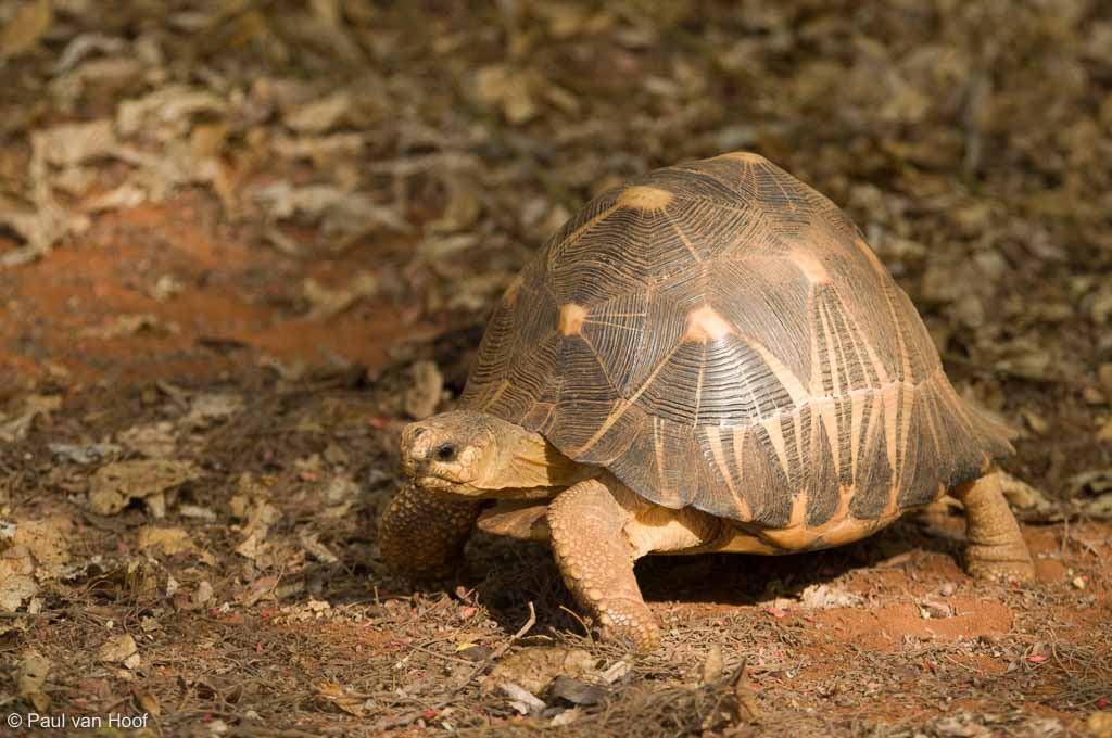 Stralenschildpad (Astrochelys radiata)