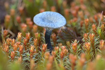 Het blauwe hoedje van blauwgroen trechtertje steekt mooi af tegen het rode mos.