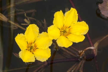 Detailopname van twee watergentiaanbloemen, van bovenaf.