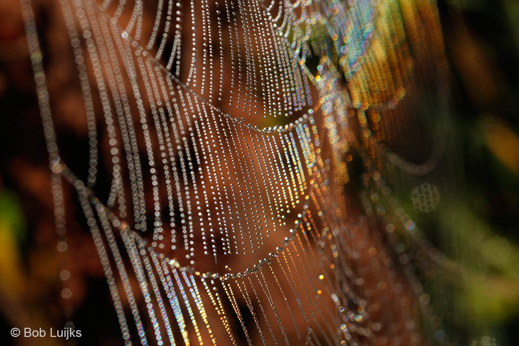 Regenboog in spinnenweb.