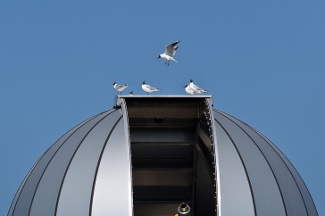 Grafisch beeld: kokmeeuwen op het dak van de sterrenwacht.