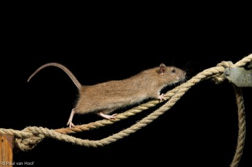Bruine rat loopt over touw.