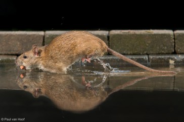 Bruine rat rent vanaf een voederplek met pinda’s door een zelf gemaakt setting.