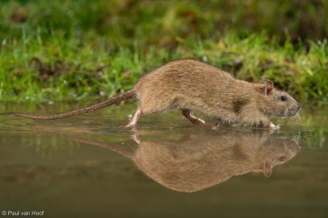 Bruine rat loopt door ondiep water.