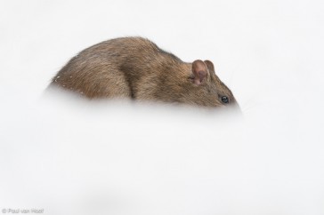 Bruine rat foerageert in de sneeuw onder een voedersilo voor vogels.