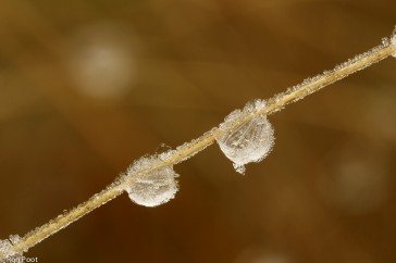 Bevroren druppels op een grashalm.