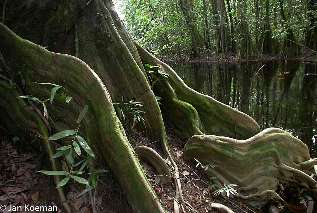 Prachtige vormen in de boomwortels langs een Surinaamse boskreek.