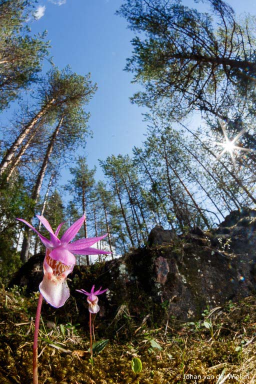 Macrolandschap van kleine bosnimf orchidee, 10mm fisheye lens, Oulanka Finland.