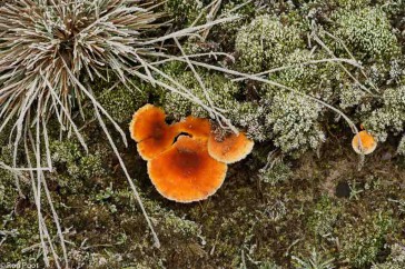 Oranje paddenstoelen steken mooi af tegen de bevroren grond.