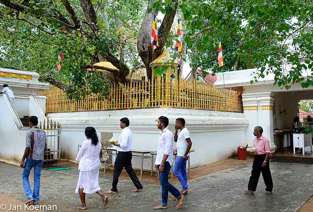 Ficus religiosa in Sri Lanka
