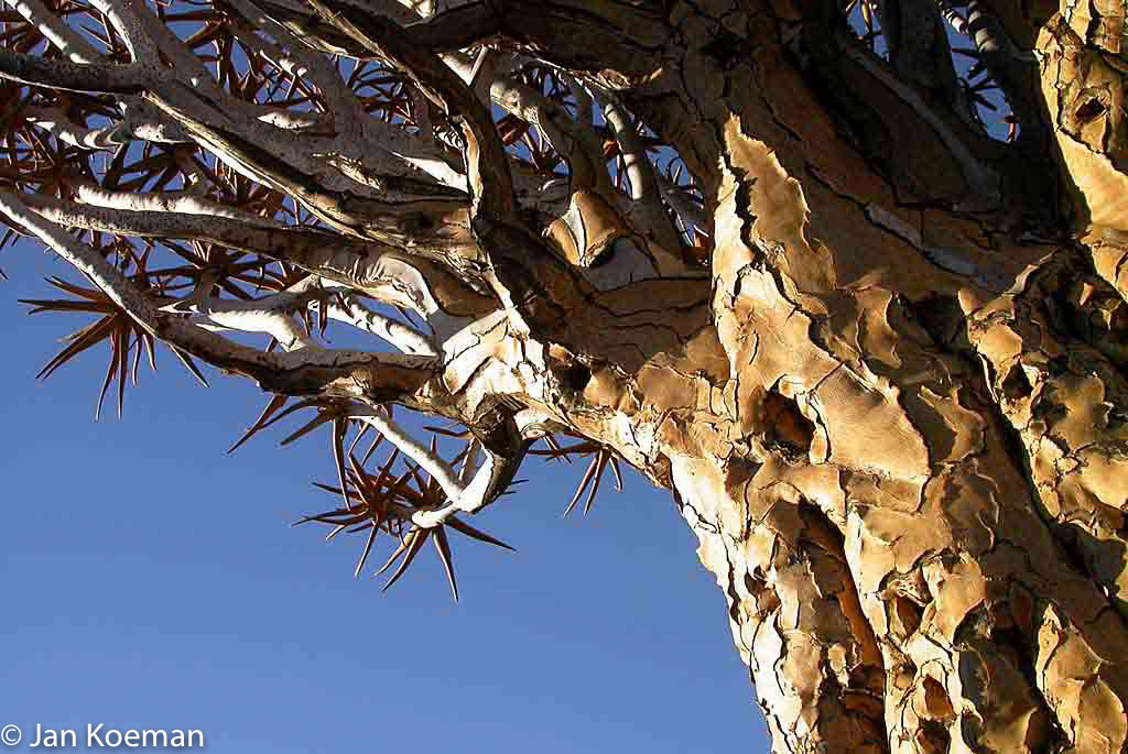 Kokerboom in Namibie