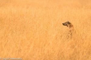 Fisi Gold - hyena bij zonsondergang in Serengeti