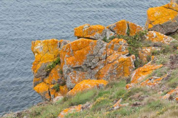 Een rots in Bretagne, de kleur van korstmossen bepaalt het landschap.
