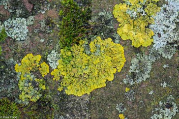 Groot dooiermos is een opvallend gele soort die op steen en bomen algemeen voorkomt.