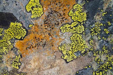 Gevarieerde kleurenpatronen in het berglandschap. Het gele korstmos is het bekende landkaartmos.